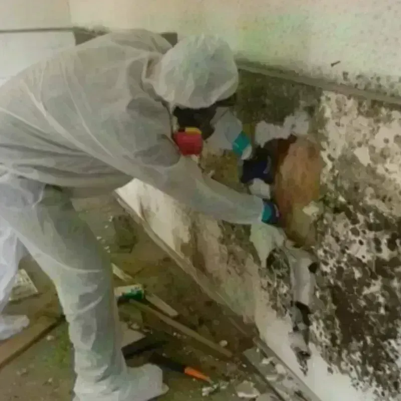 Mold Remediation and Removal in Spring Hill, FL